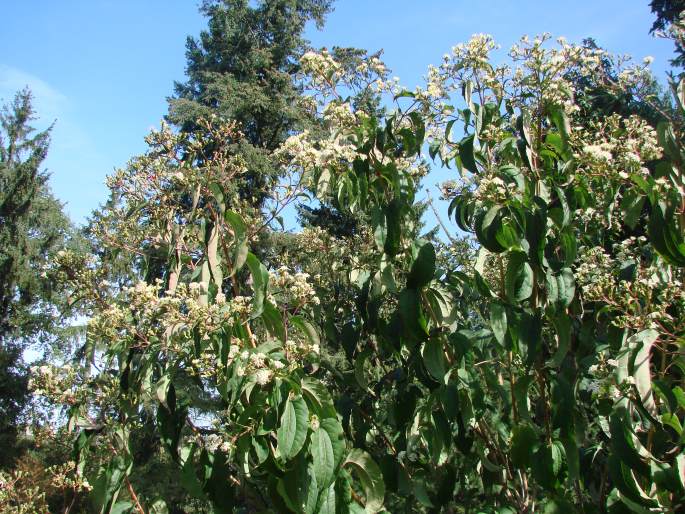 Heptacodium miconioides