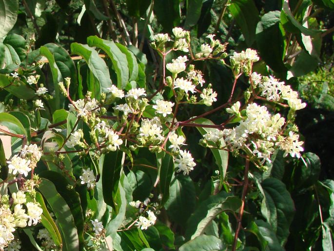 Heptacodium miconioides