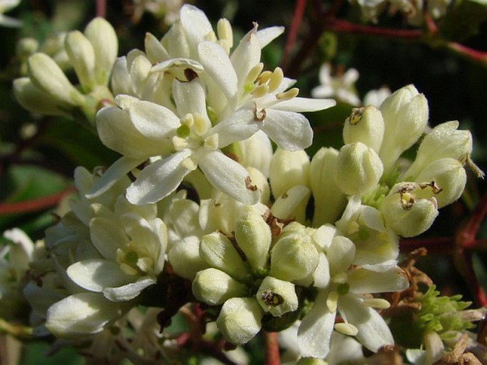 Heptacodium miconioides