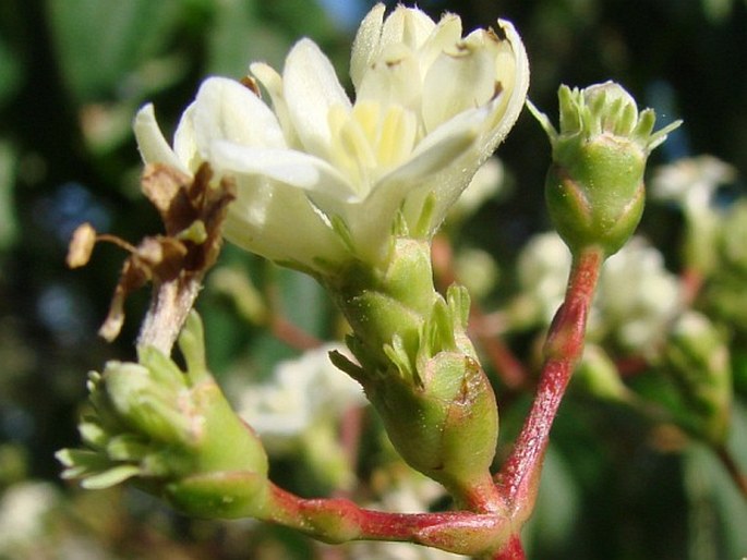 Heptacodium miconioides