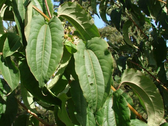 Heptacodium miconioides