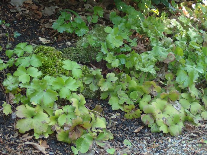 Hepatica transsilvanica