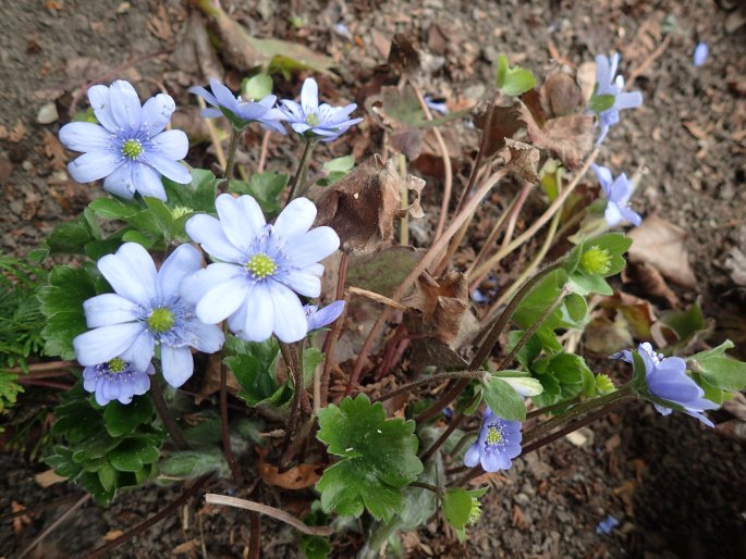 Hepatica transsilvanica