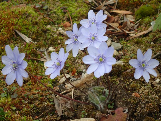 Hepatica transsilvanica