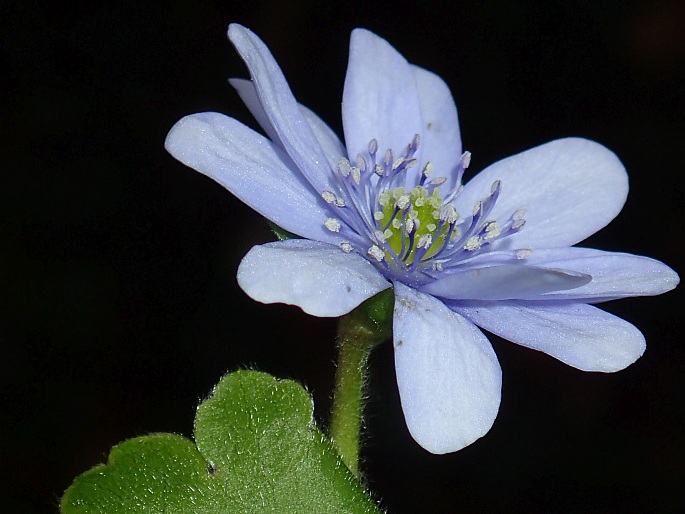 Hepatica transsilvanica