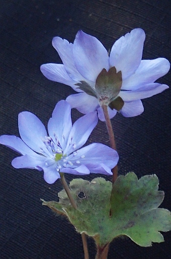 Hepatica transsilvanica