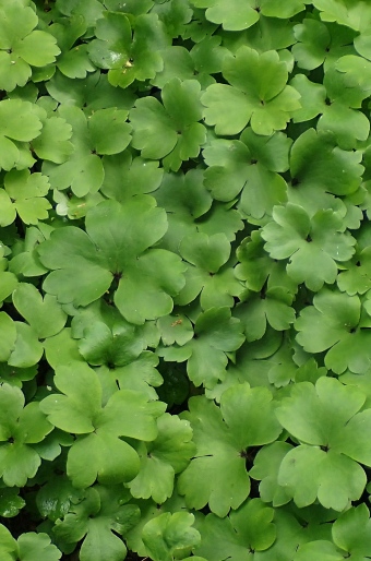 Hepatica transsilvanica