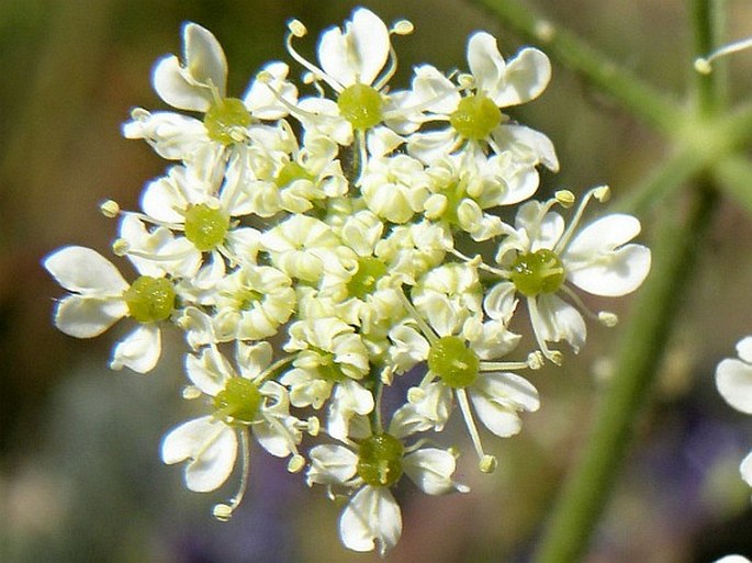 Heracleum abyssinicum