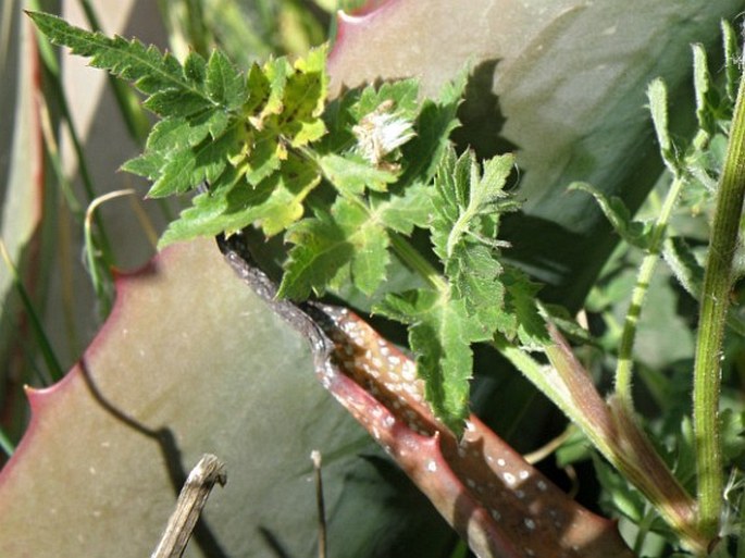 Heracleum abyssinicum