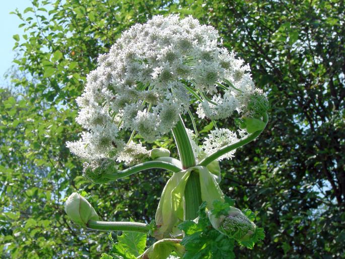 HERACLEUM SOSNOWSKYI Manden. – bolševník Sosnovského / boľševník