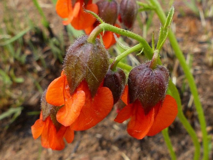 Hermannia cristata