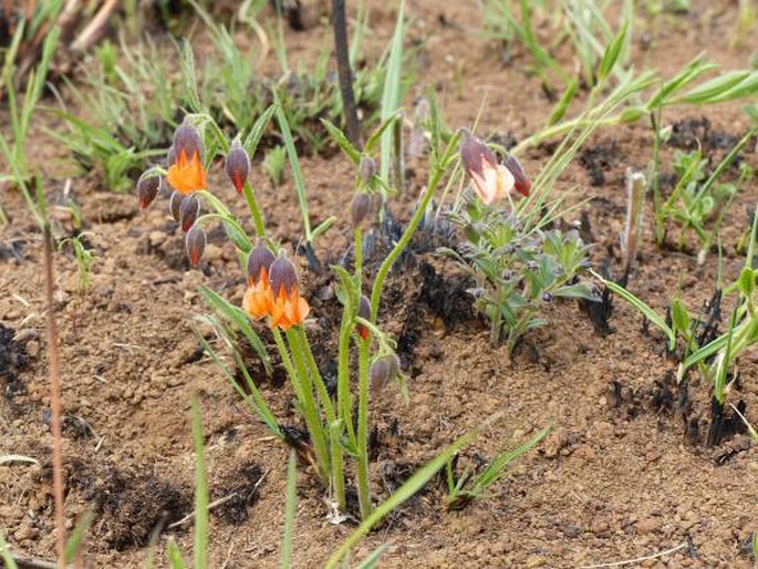 Hermannia cristata