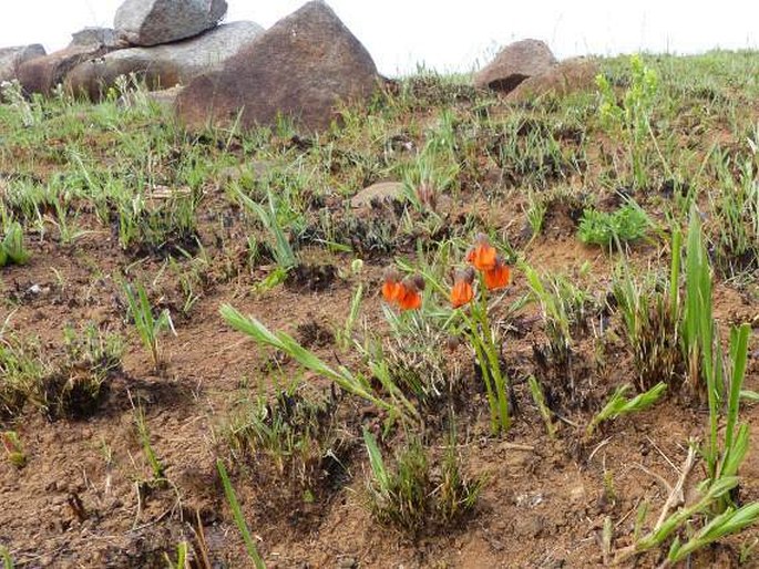 Hermannia cristata