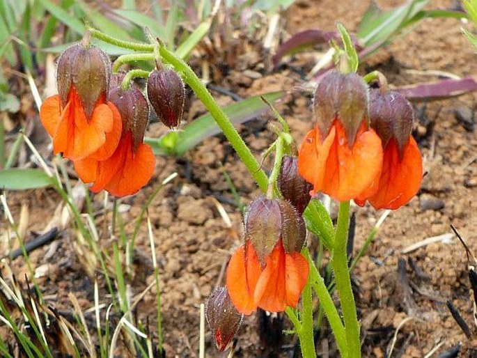 HERMANNIA CRISTATA Bolus