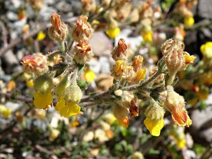 Hermannia decipiens