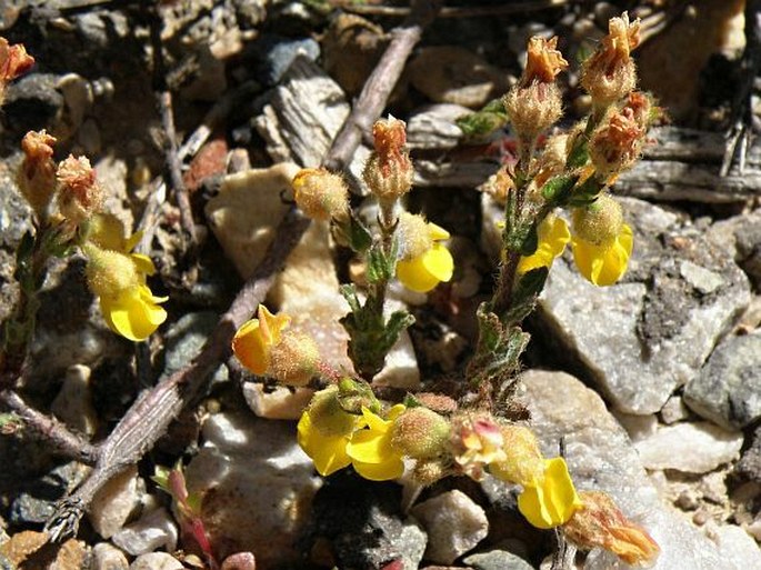 Hermannia decipiens