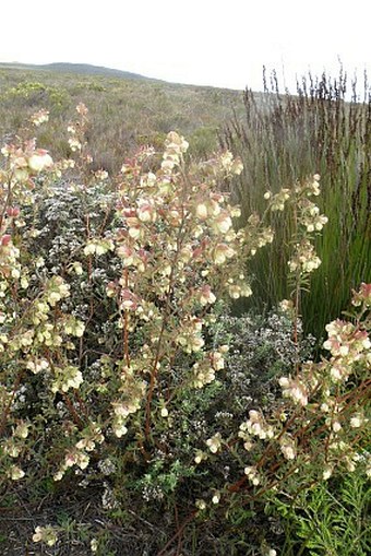 Hermannia hyssopifolia