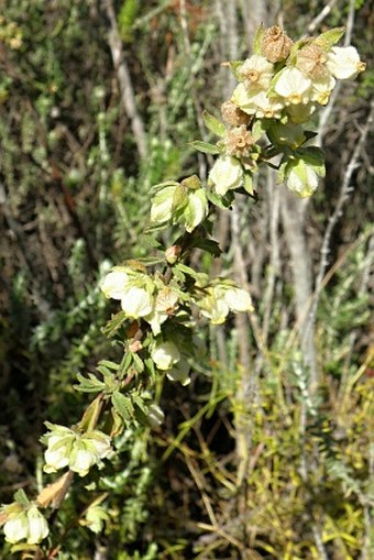 Hermannia hyssopifolia