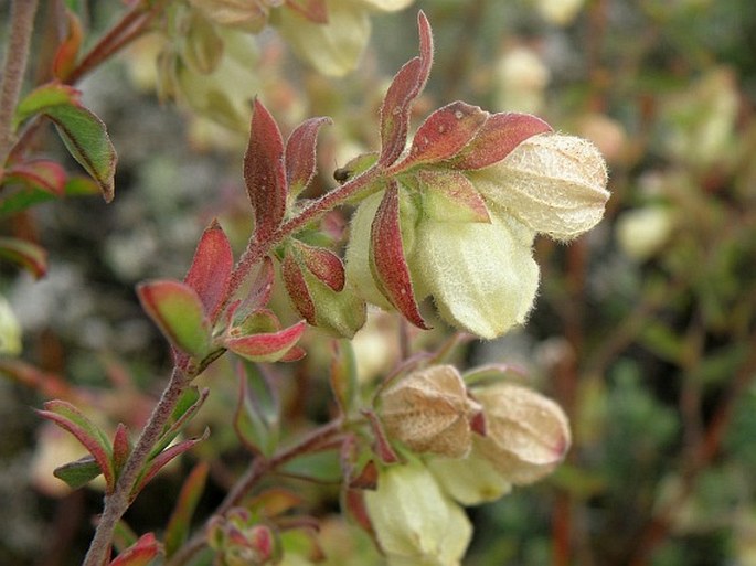 HERMANNIA HYSSOPIFOLIA L.