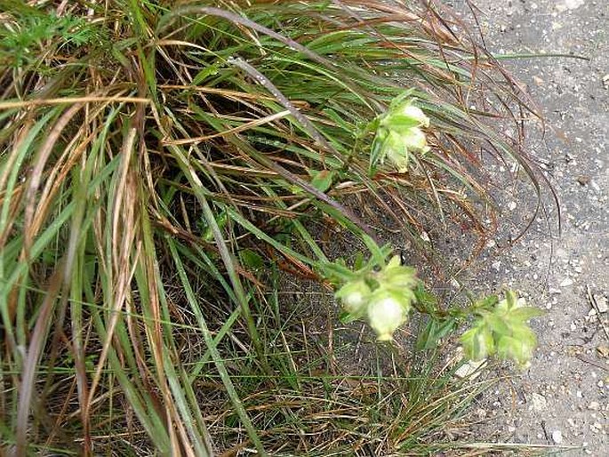 Hermannia hyssopifolia