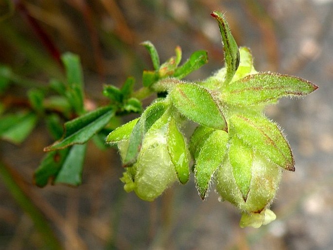 Hermannia hyssopifolia