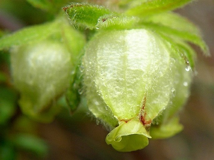 Hermannia hyssopifolia