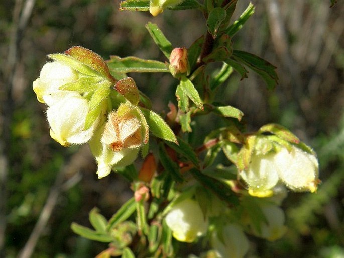 Hermannia hyssopifolia