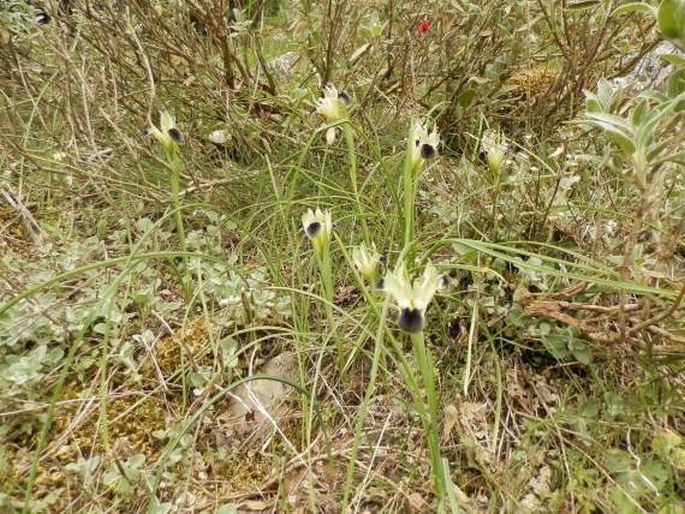 Iris tuberosa