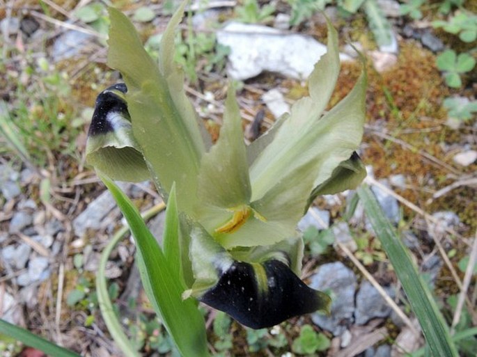 Iris tuberosa