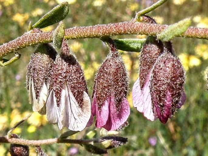 Hermannia trifurca