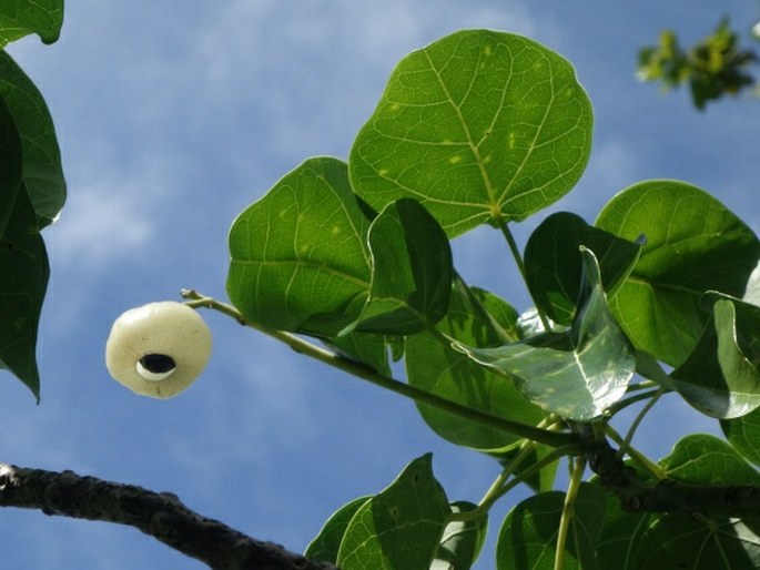 Hernandia nymphaeifolia