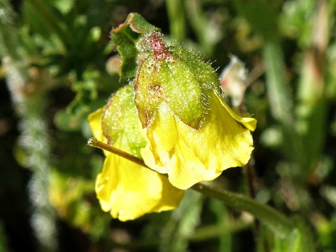 HERMANNIA PINNATA L.