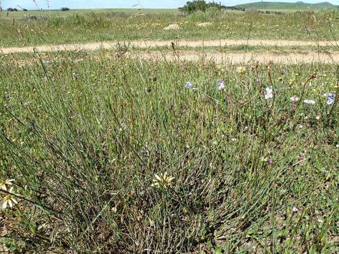 Hermannia pinnata