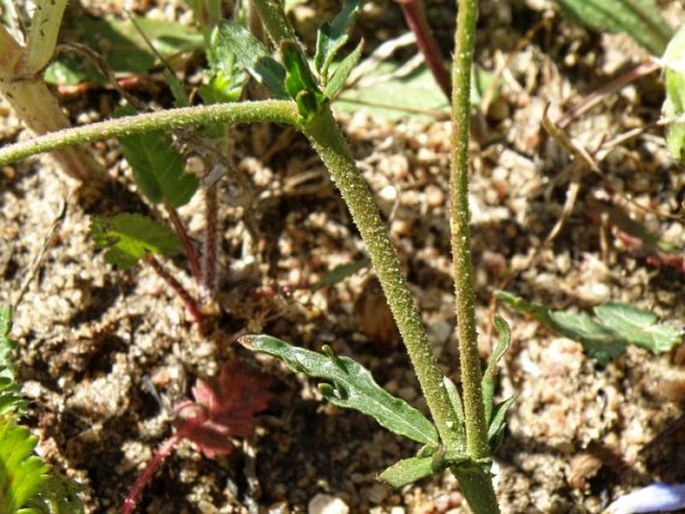 Hermannia pinnata