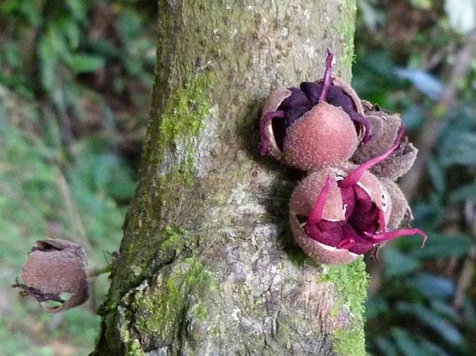 HERRANIA PURPUREA (Pittier) R. E. Schult.