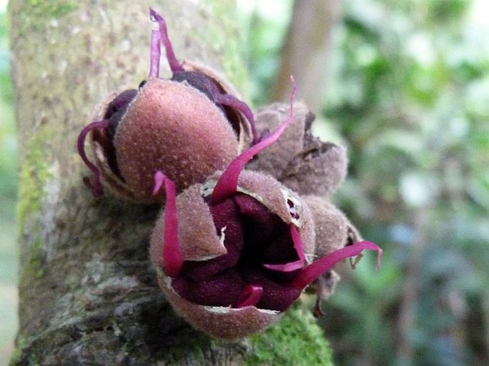 Herrania purpurea