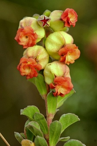 Hermannia ternifolia