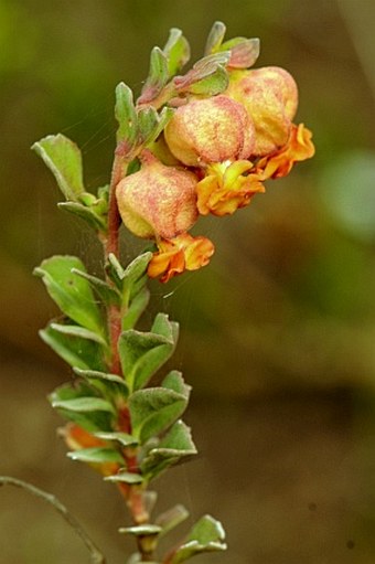 Hermannia ternifolia