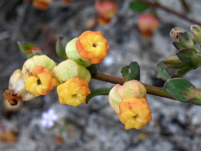 HERMANNIA TERNIFOLIA C. Presl ex Harv.