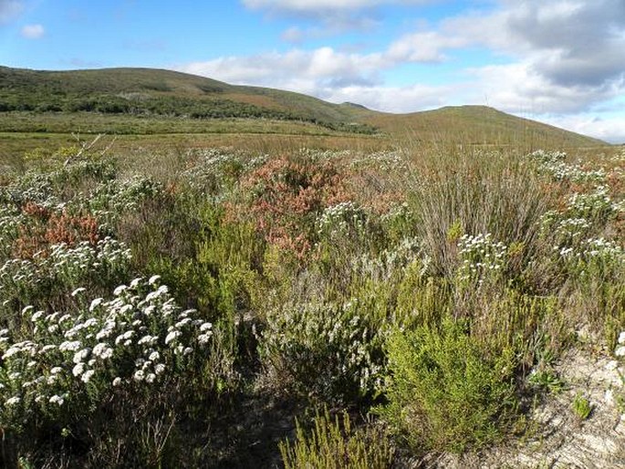 Hermannia ternifolia