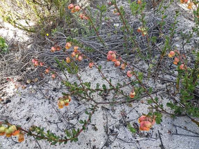 Hermannia ternifolia