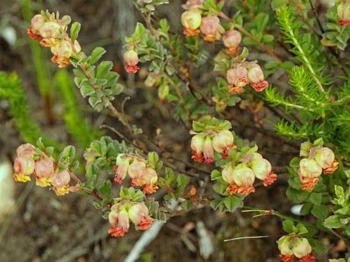 Hermannia ternifolia