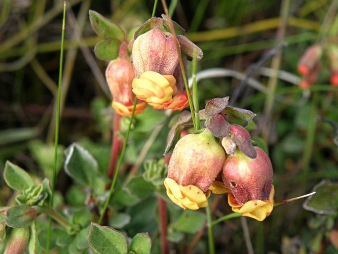 Hermannia ternifolia