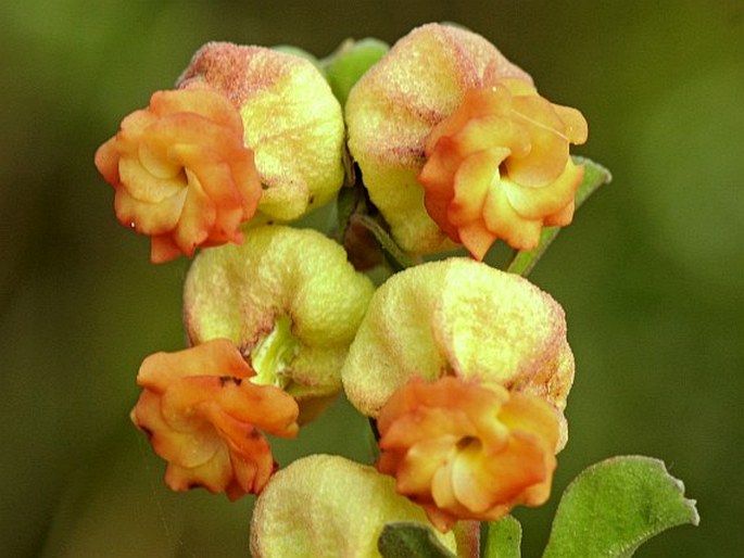 Hermannia ternifolia