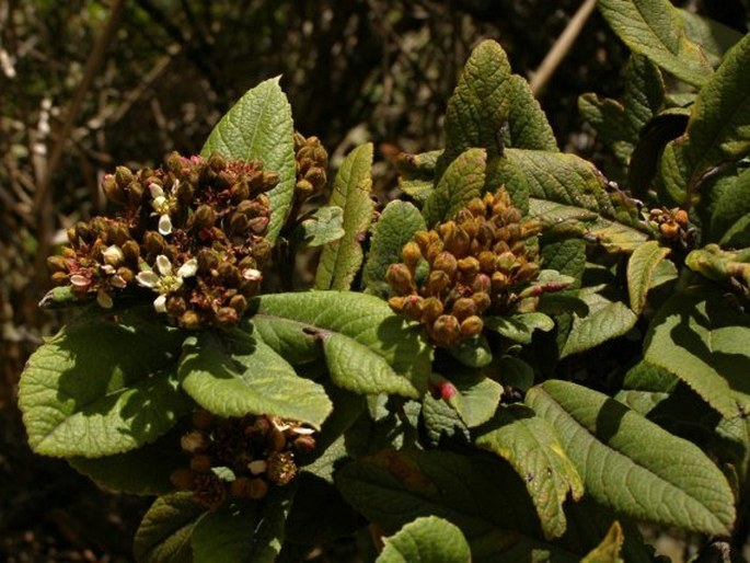 Hesperomeles ferruginea