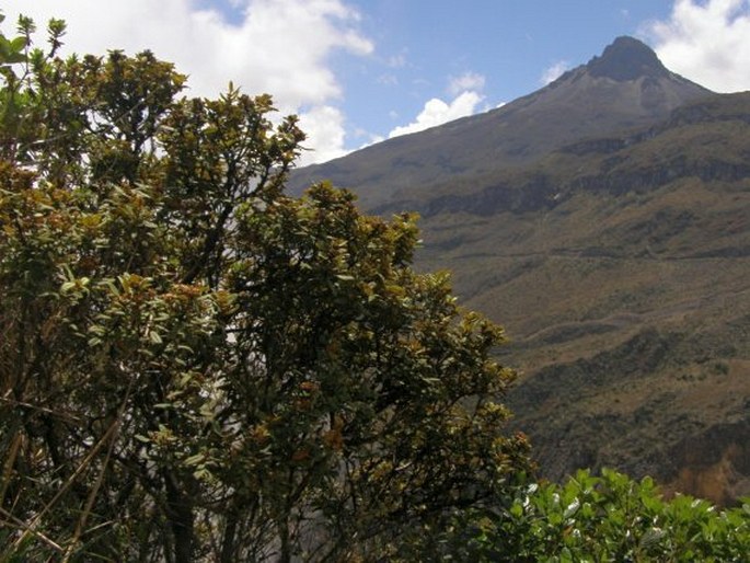 Hesperomeles ferruginea