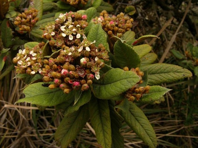 HESPEROMELES FERRUGINEA (Pers.) Benth.