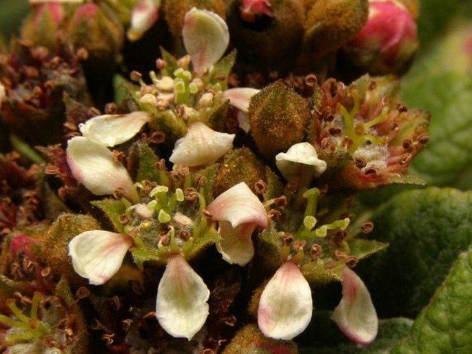 Hesperomeles ferruginea