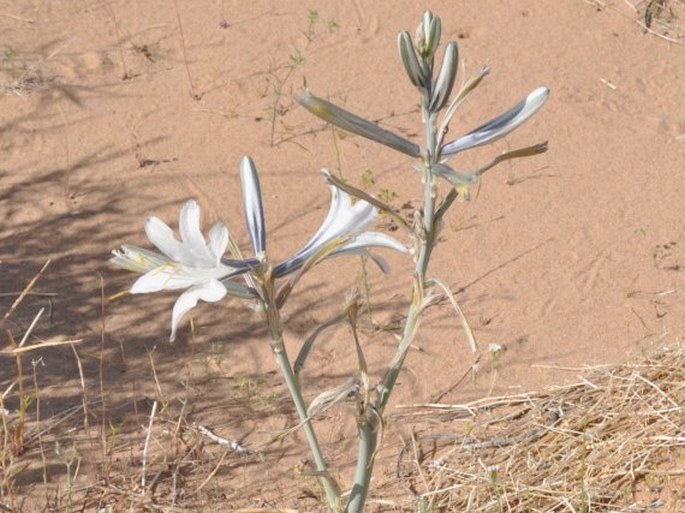 Hesperocallis undulata