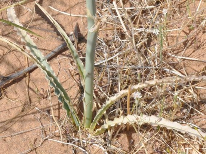 Hesperocallis undulata